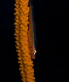   Wire coral goby  